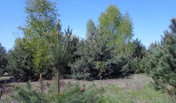Działka budowlana Krzyżówka, ul. Wiejska