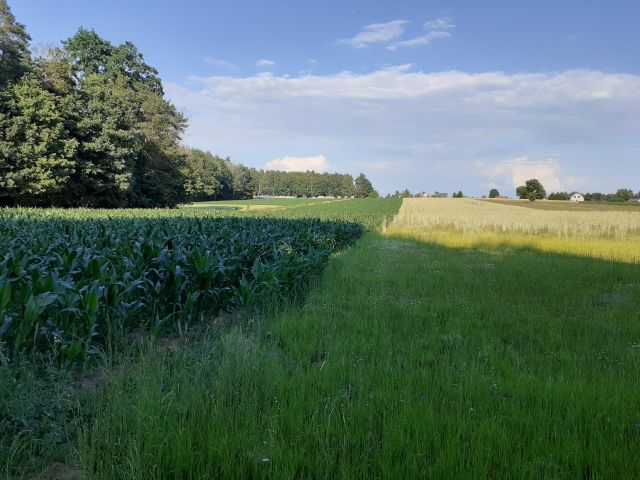 Działka budowlana Teodorów. Zdjęcie 1