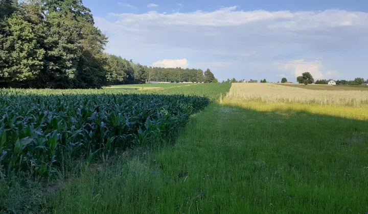 Działka budowlana Teodorów