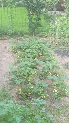 Działka rod Warszawa Marymont, ul. Klaudyny. Zdjęcie 10