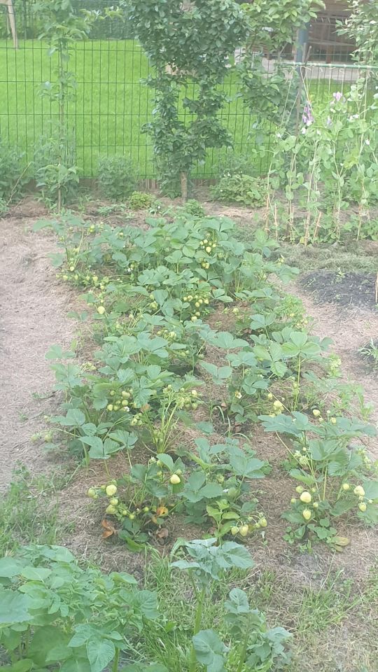 Działka rod Warszawa Marymont, ul. Klaudyny. Zdjęcie 10