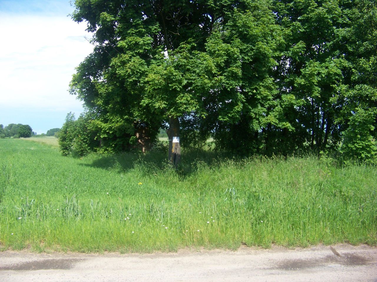 Działka rolno-budowlana Krzywośnity. Zdjęcie 2