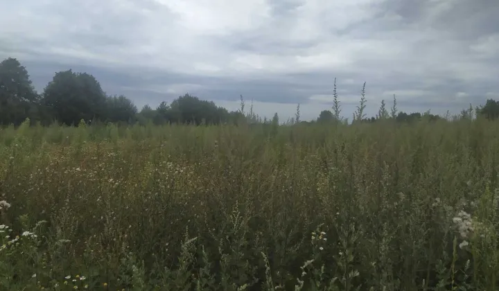 Działka budowlana Pokrzywnica, ul. Polna