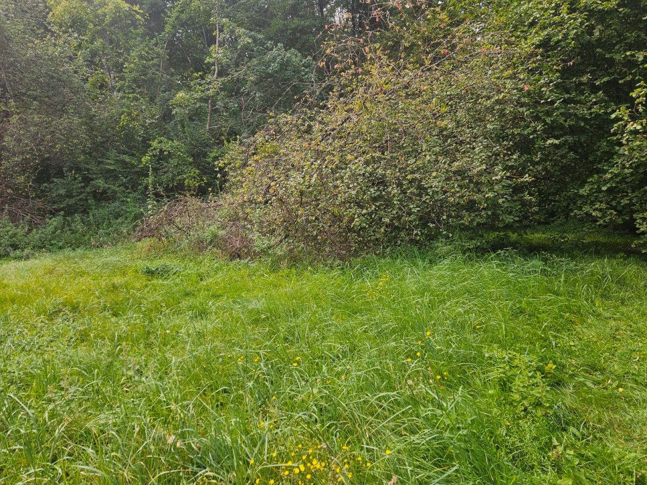 Działka budowlana Łącznica. Zdjęcie 5