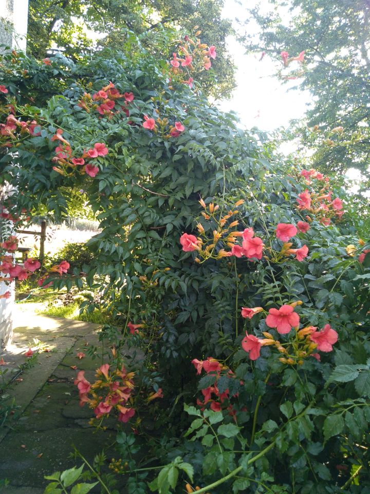 dom wolnostojący, 5 pokoi Janówka. Zdjęcie 27