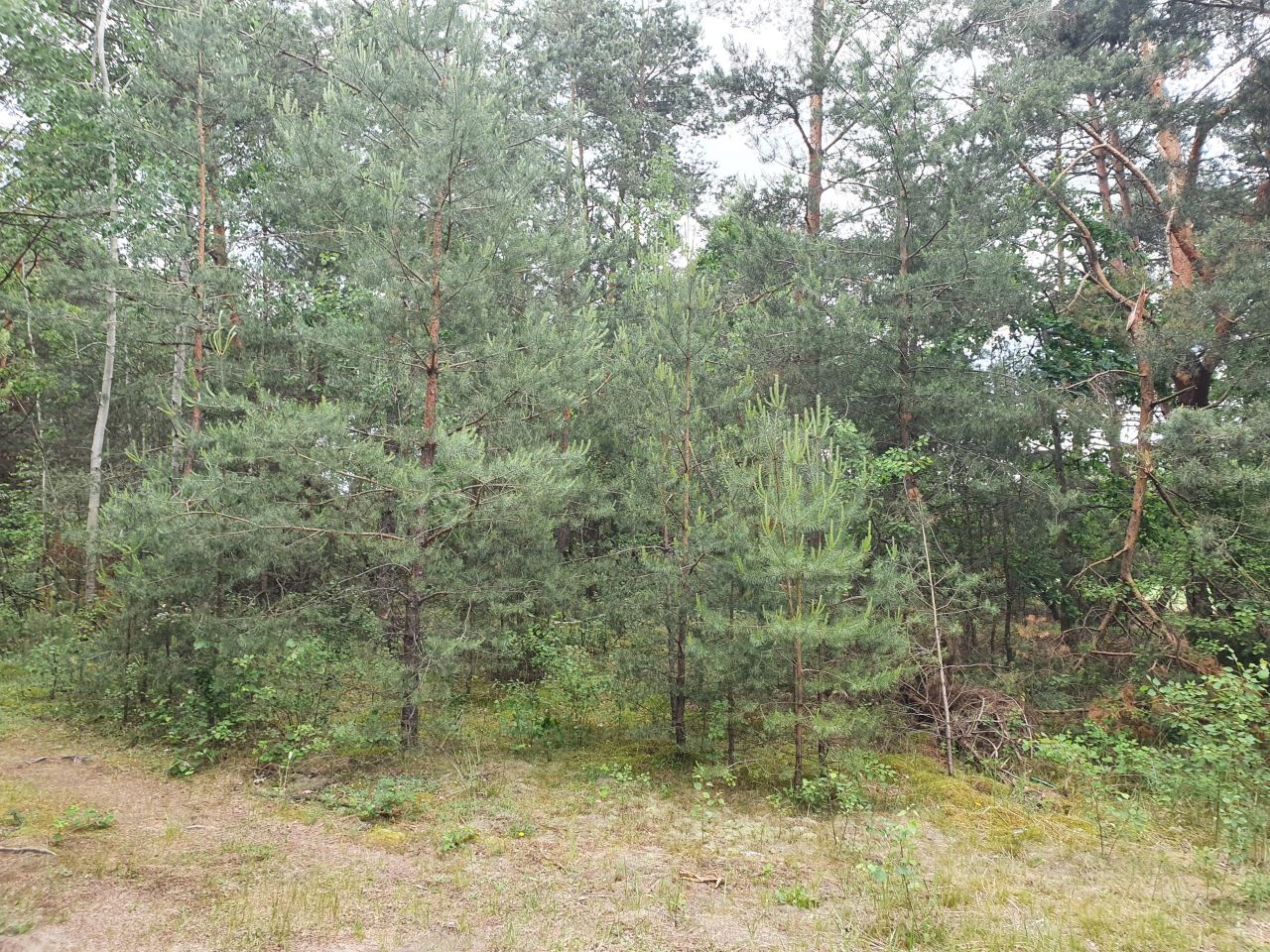 Działka inna Boska Wola. Zdjęcie 5