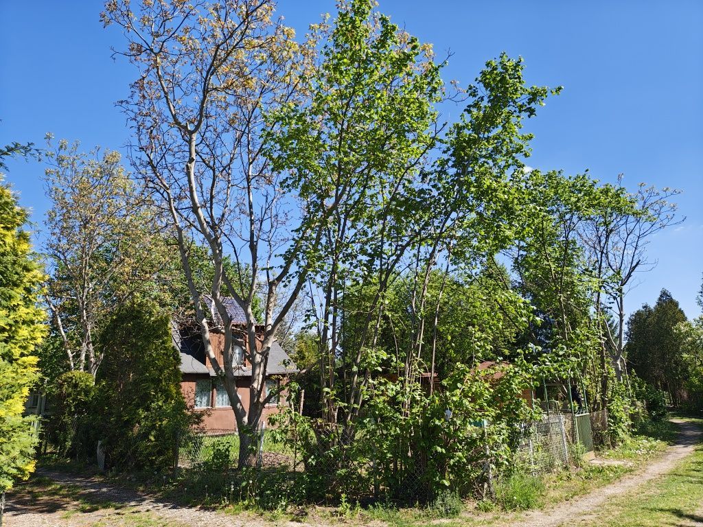 Działka rod Warszawa Wilanów, ul. Łucznicza. Zdjęcie 5