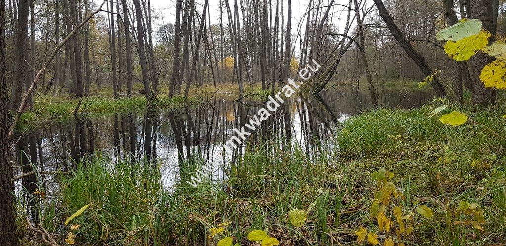 Działka siedliskowa Zimna Woda. Zdjęcie 7