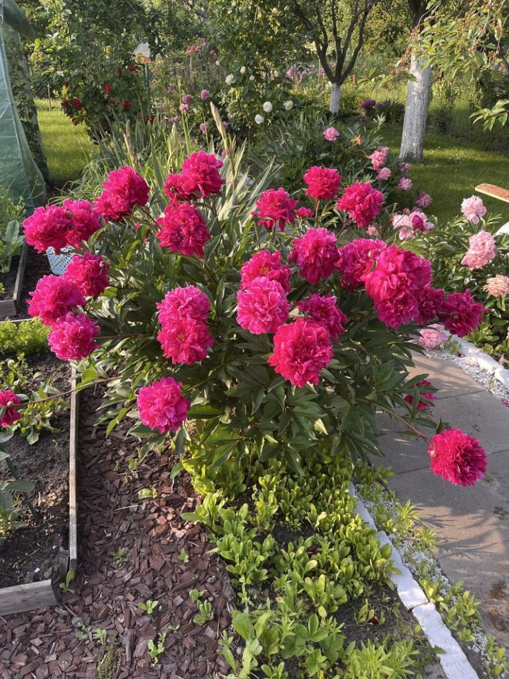 Działka rod Wrocław Śródmieście, ul. Rakowiecka. Zdjęcie 5