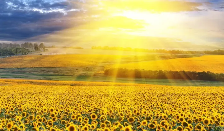 Działka rolno-budowlana Oborniki