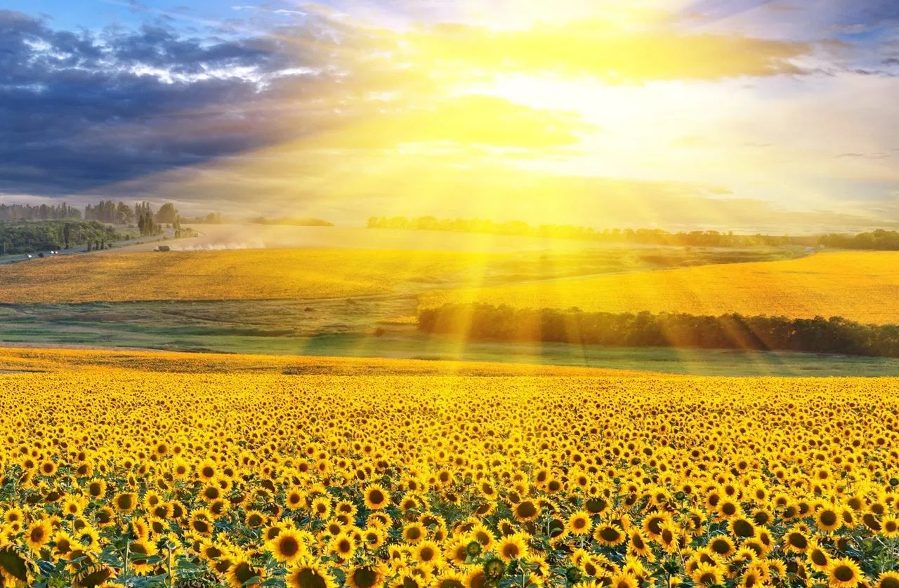 Działka rolno-budowlana Oborniki