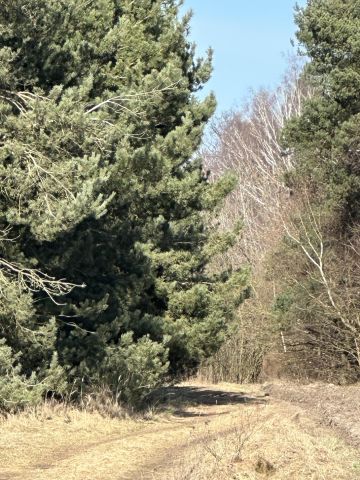 Działka rolno-budowlana Rogoźno, ul. Brzozowa. Zdjęcie 2