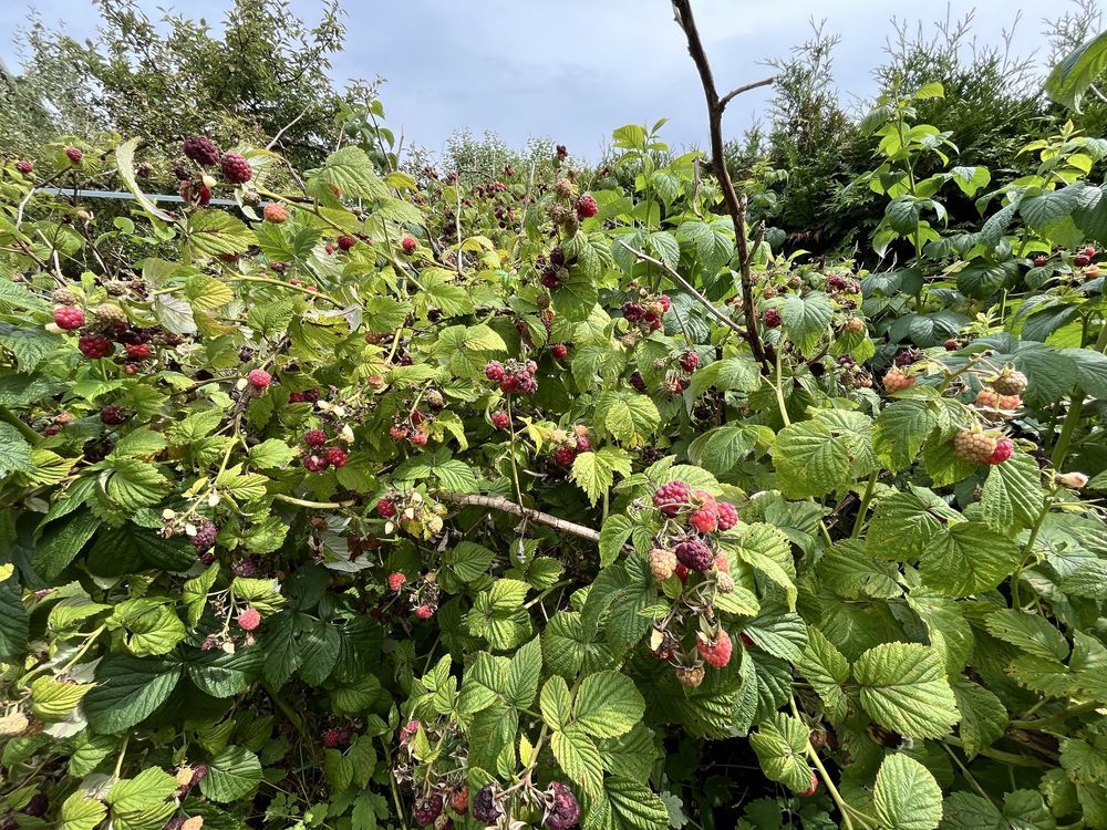 Działka rod Ostrzeszów. Zdjęcie 4