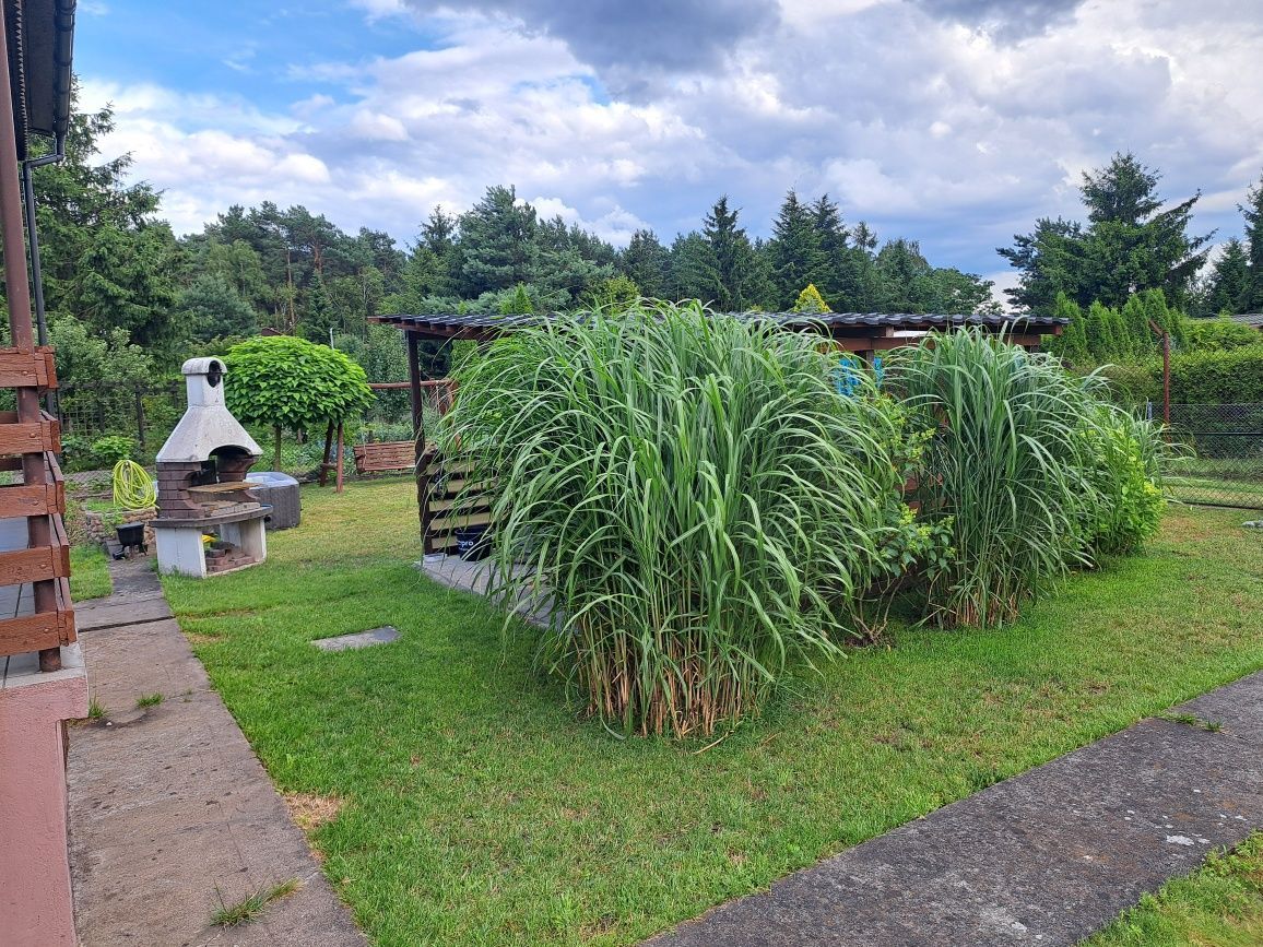 Działka rod Bydgoszcz Prądy, ul. Biskupińska. Zdjęcie 3