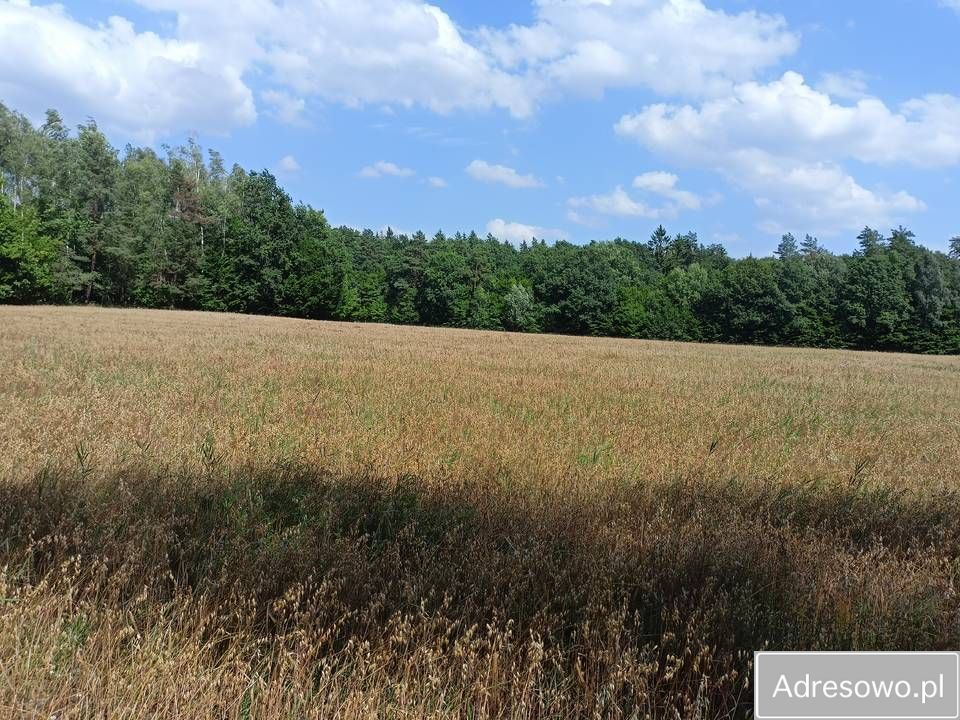 Działka rolna Budno. Zdjęcie 7