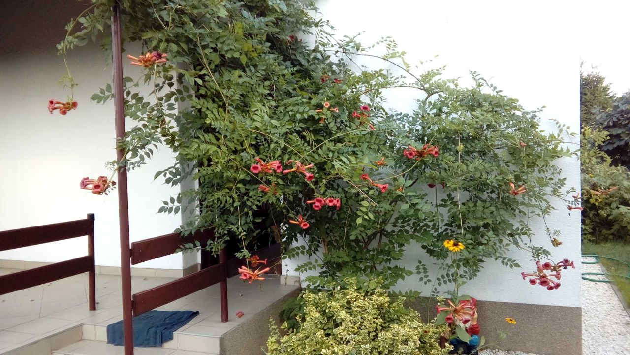 Działka rod Śrem, ul. Farna. Zdjęcie 6