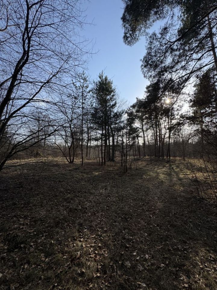 Działka leśna Nadkole. Zdjęcie 5