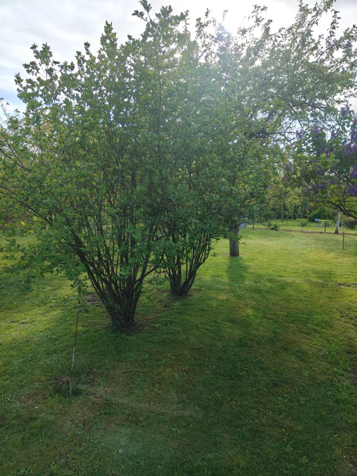 Działka rod Zawiercie, ul. Kresowa. Zdjęcie 3