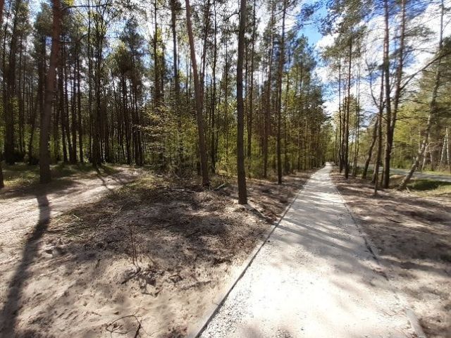 Działka leśna Obrowo. Zdjęcie 1