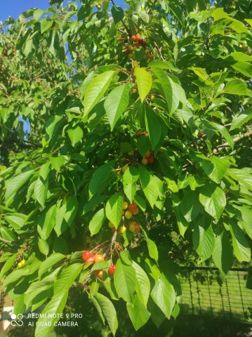 Działka rod Kutno, ul. Łąkoszyńska. Zdjęcie 1