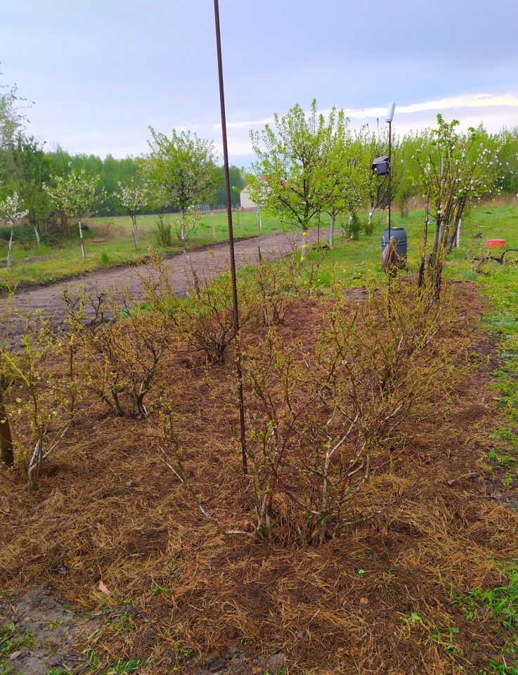 Działka rolno-budowlana Bolimowska Wieś. Zdjęcie 12