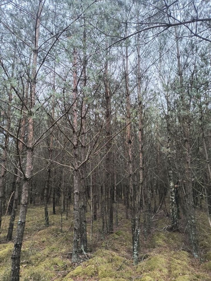 Działka leśna Rosko. Zdjęcie 7