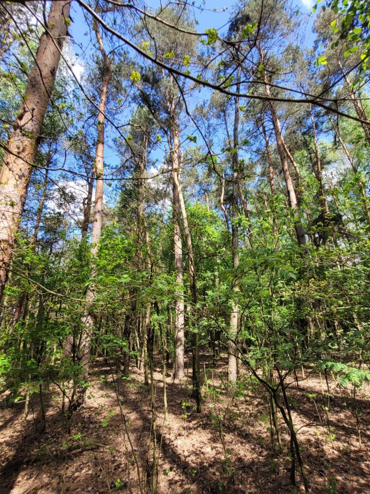 Działka rolno-budowlana Dzierżązna, ul. Graniczna. Zdjęcie 7