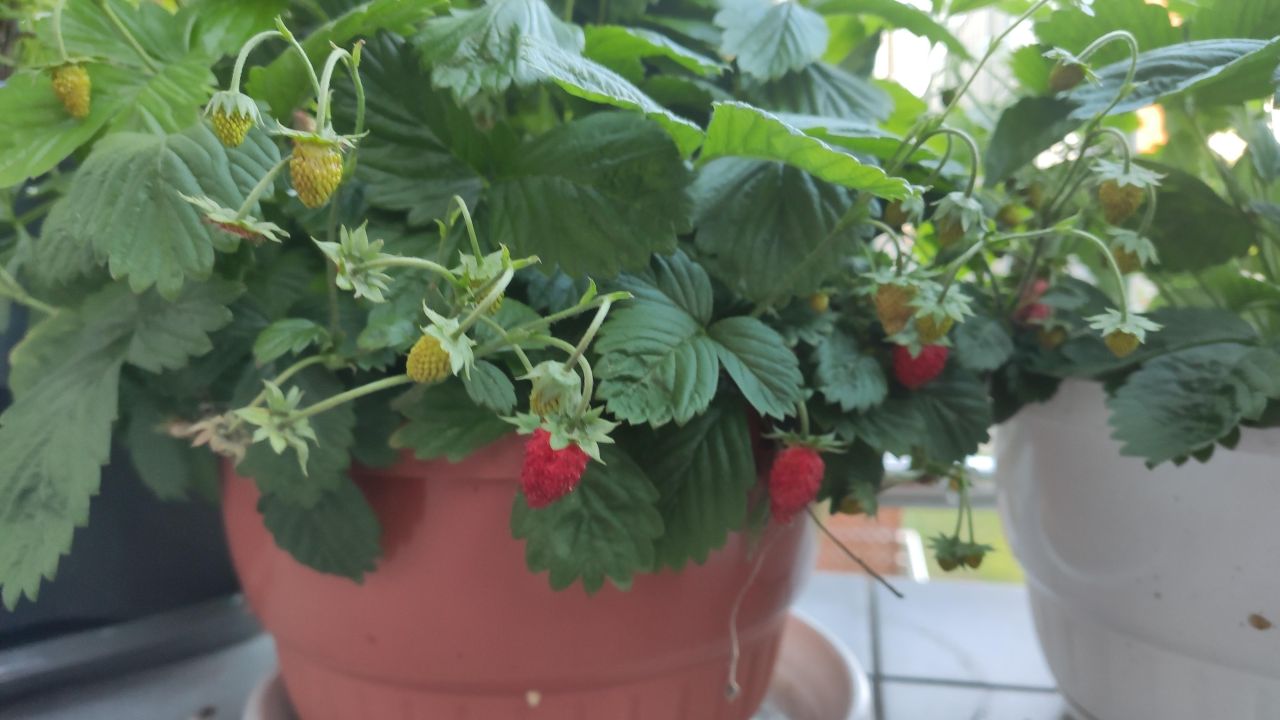 Mieszkanie 4-pokojowe Bydgoszcz Jary, ul. Słoneczna. Zdjęcie 28