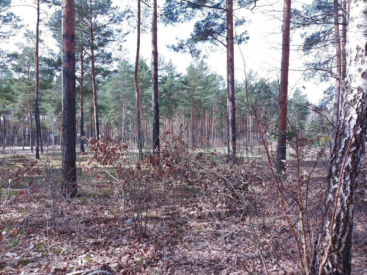 Działka budowlana Marynino, Sosnowa. Zdjęcie 11
