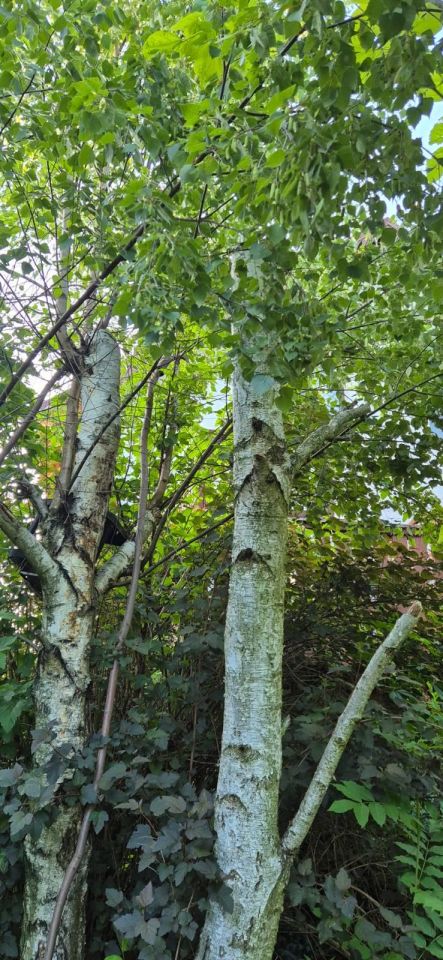 dom wolnostojący, 5 pokoi Sadów Kopce, ul. Powstańców Śląskich. Zdjęcie 75