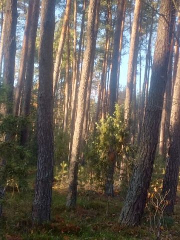 Działka leśna Wólka Pokłonna. Zdjęcie 1
