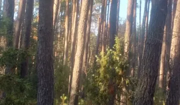 Działka na sprzedaż bez pośredników          
          
            Wólka Pokłonna - Więcej