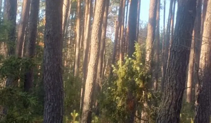 Działka leśna Wólka Pokłonna