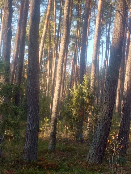 Działka leśna Wólka Pokłonna