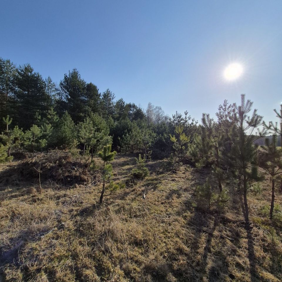 Działka leśna Dębowce. Zdjęcie 3