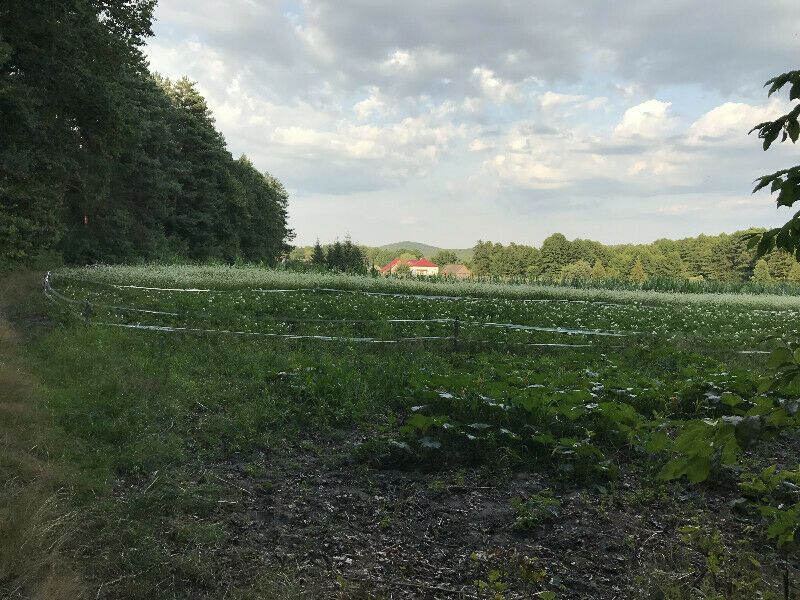 Działka rekreacyjna Rusocice. Zdjęcie 6