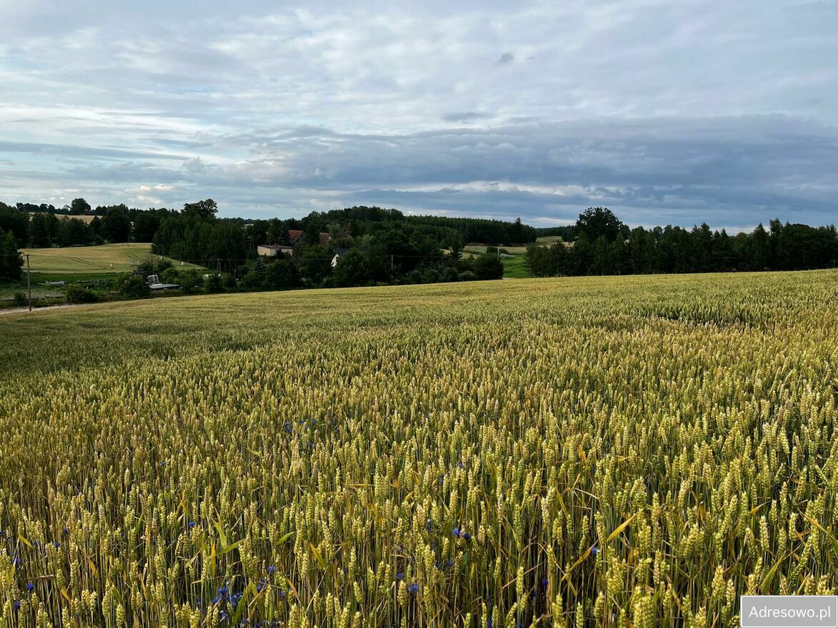 Działka rolna Wilkiejmy. Zdjęcie 4