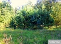 Działka rolno-budowlana Ostrówek. Zdjęcie 2