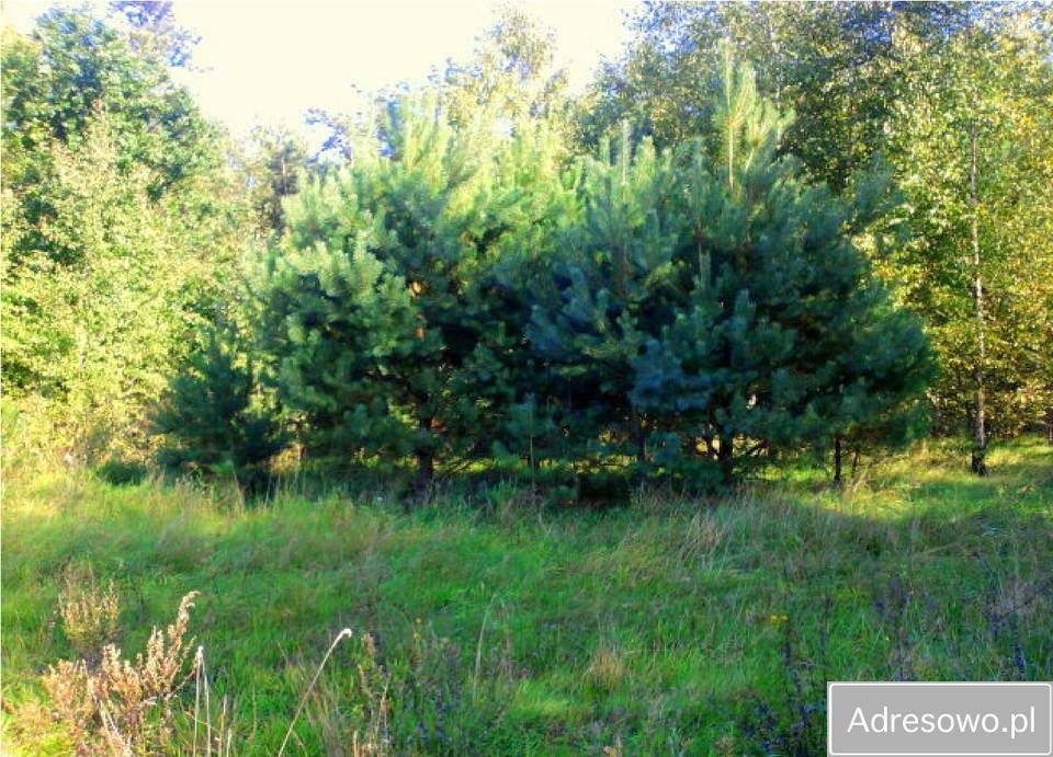 Działka rolno-budowlana Ostrówek. Zdjęcie 3