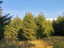 Działka leśna Pieńczykowo. Zdjęcie 3