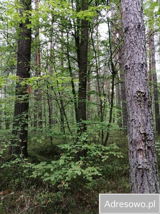 Działka leśna Korczówka. Zdjęcie 7