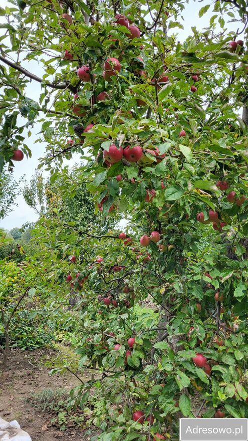 Działka rod Płouszowice. Zdjęcie 6