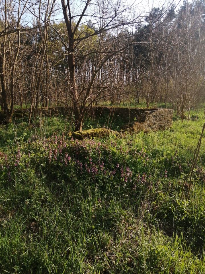 Działka leśna Bieniew. Zdjęcie 2