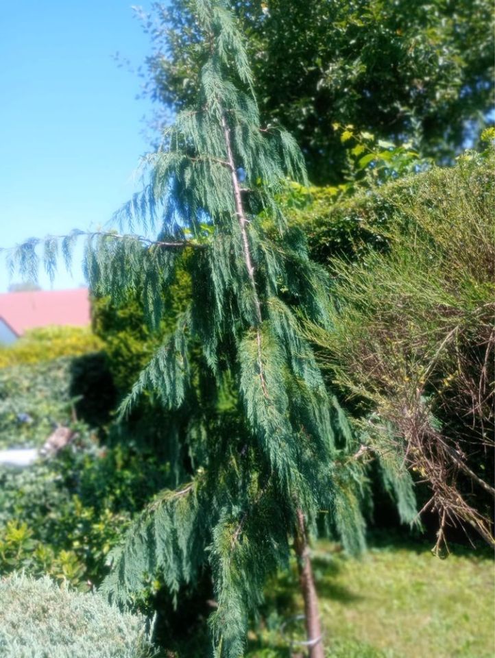 Działka rod Zduńska Wola, ul. Klonowa. Zdjęcie 8