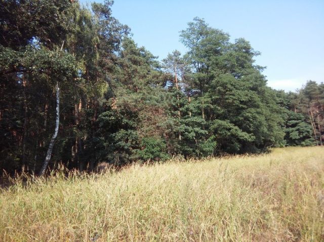 Działka leśna Huta Bardzyńska. Zdjęcie 1