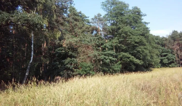 Działka leśna Huta Bardzyńska