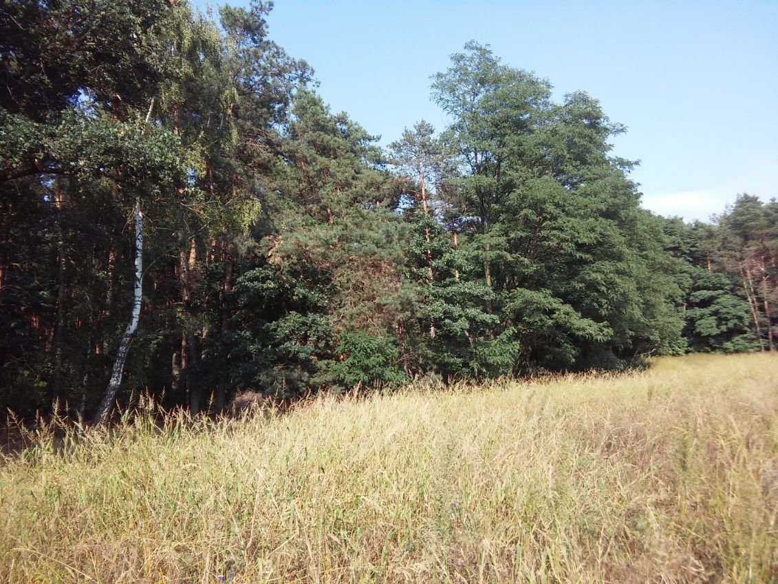 Działka leśna Huta Bardzyńska. Zdjęcie 1