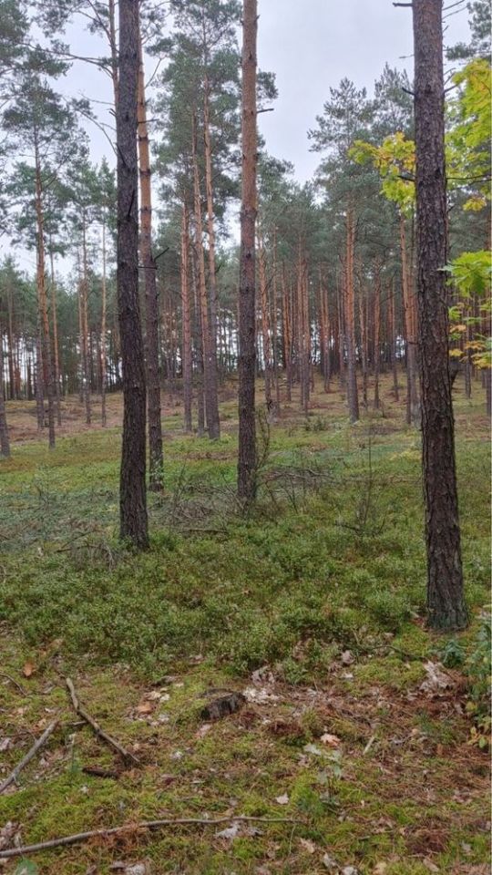 Działka leśna Siwianka. Zdjęcie 2