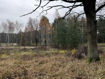 Działka rolno-budowlana Dąbrowiec. Zdjęcie 4