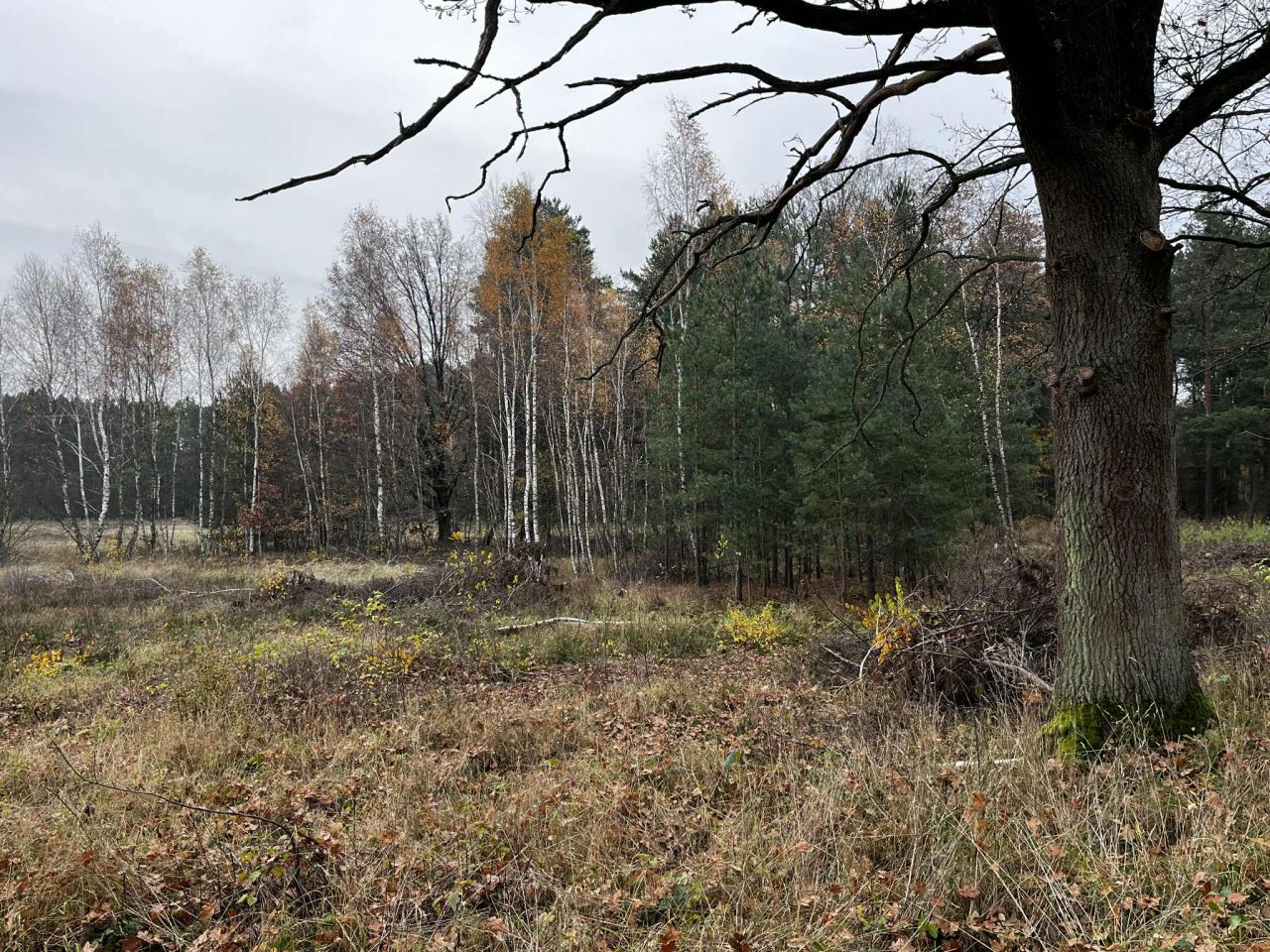 Działka rolno-budowlana Dąbrowiec. Zdjęcie 5